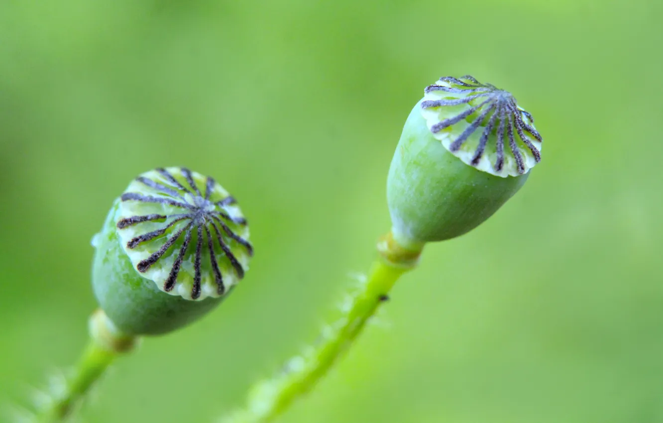 Photo wallpaper green, plant, poppy seed cake