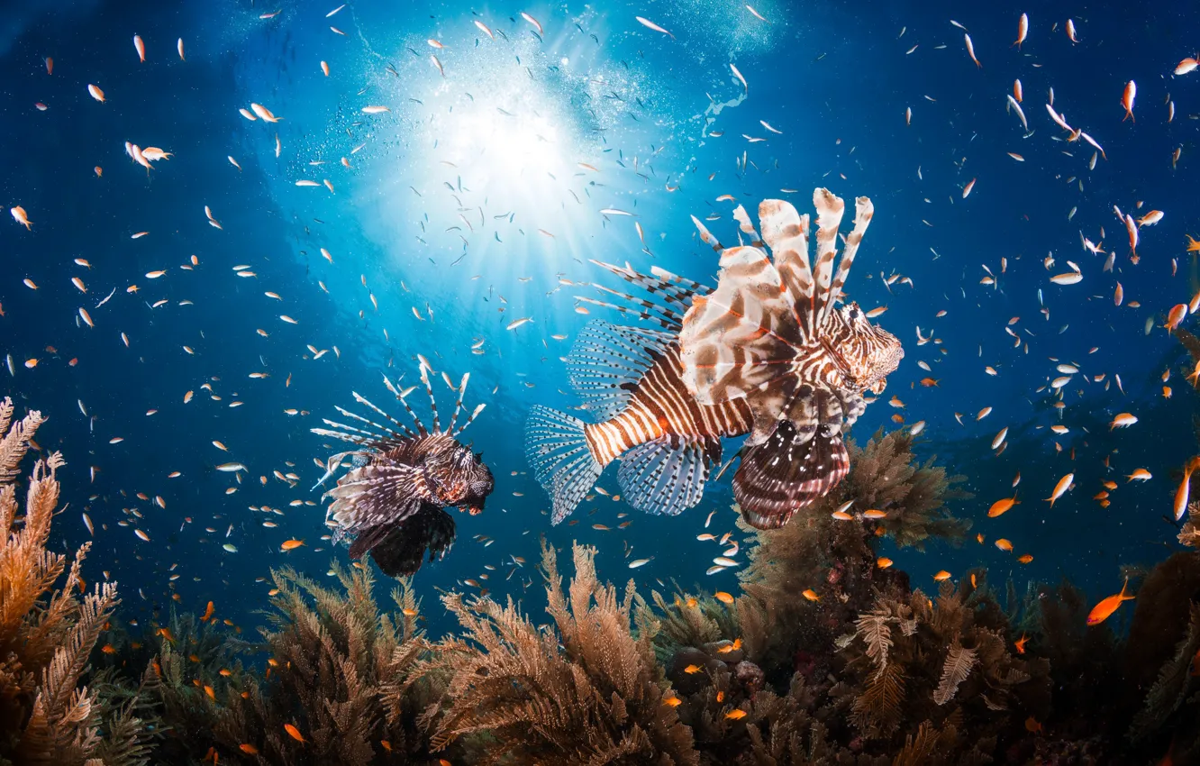 Photo wallpaper sea, fish, the ocean, under water, fish lion