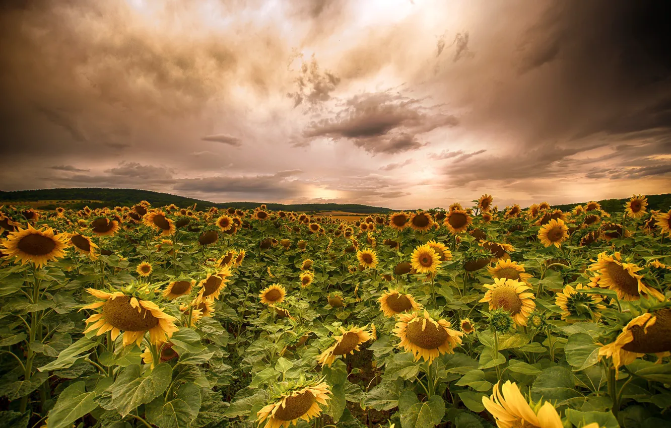 Photo wallpaper summer, the sky, sunflowers