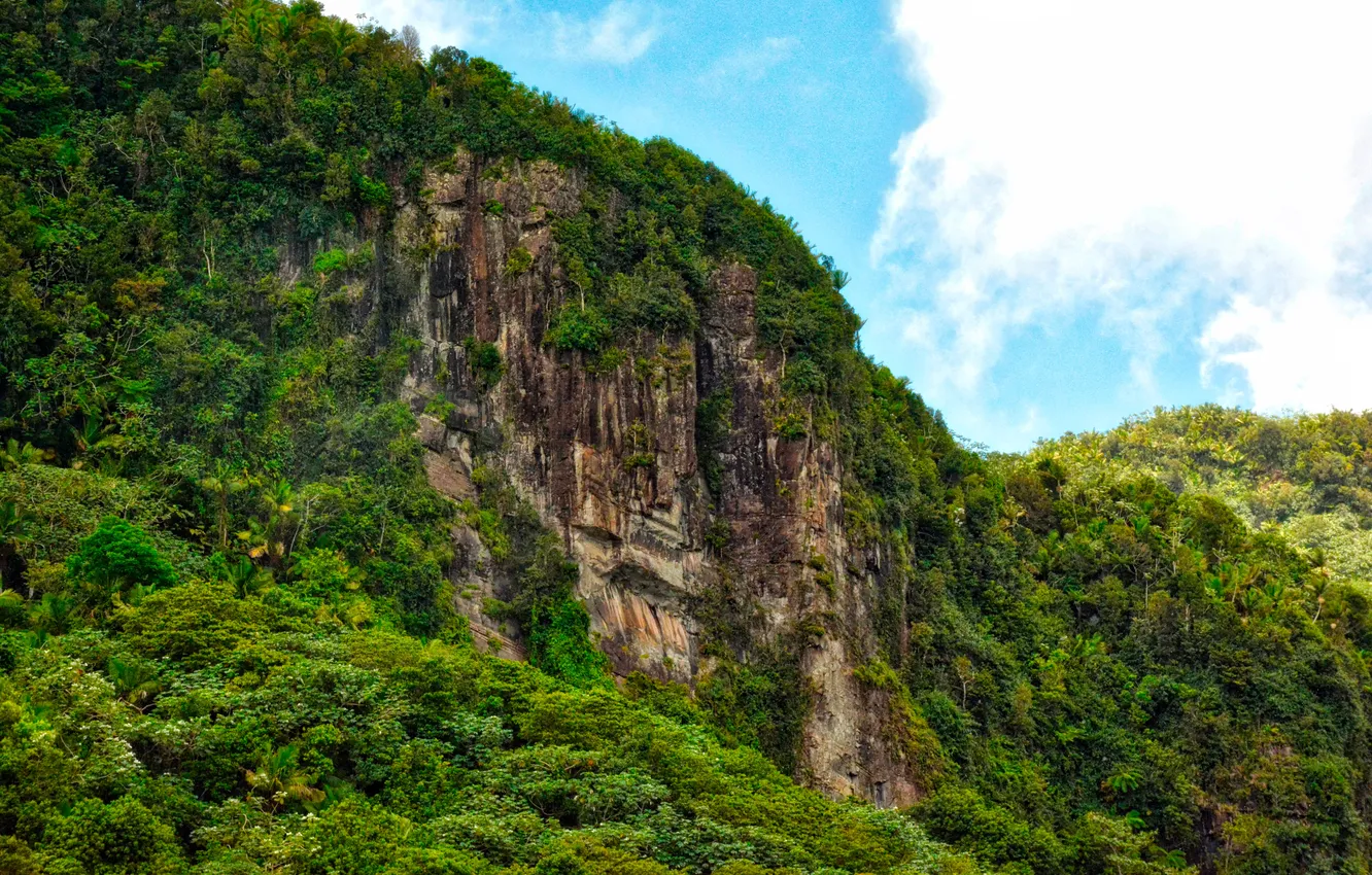 Photo wallpaper forest, the sky, clouds, trees, landscape, mountains, nature, rocks