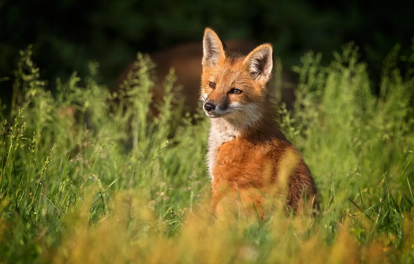 Photo wallpaper summer, grass, look, nature, background, meadow, Fox, red