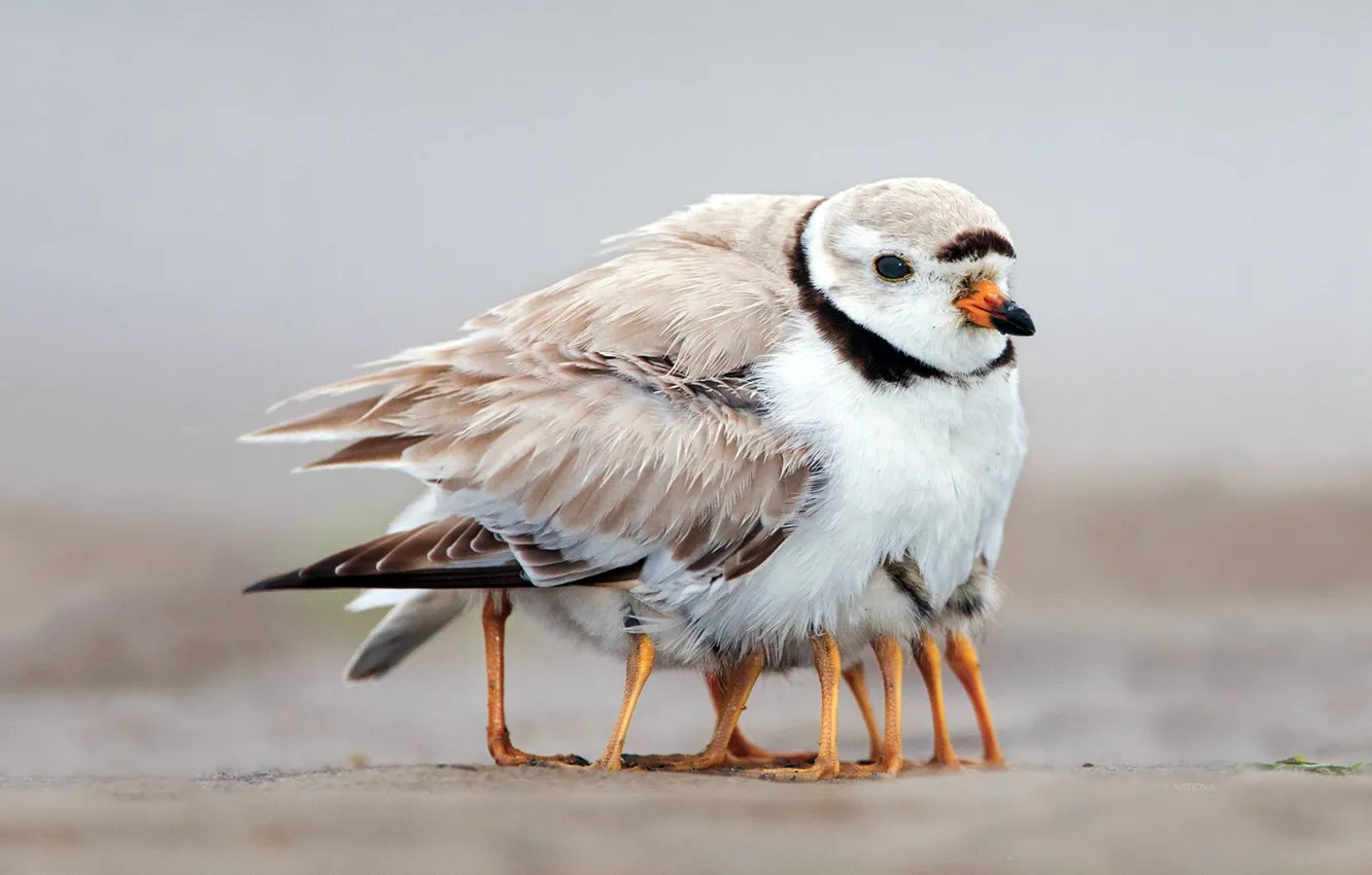 Photo wallpaper heat, legs, feathers, family, bird, care, Chicks, family