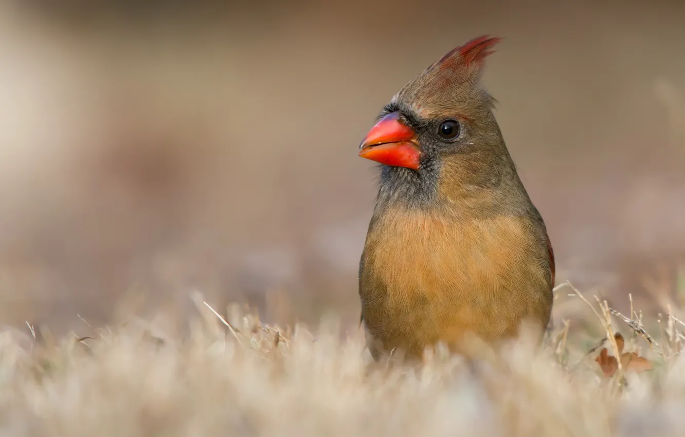 Photo wallpaper grass, eyes, red, nature, background, bird, portrait, beak