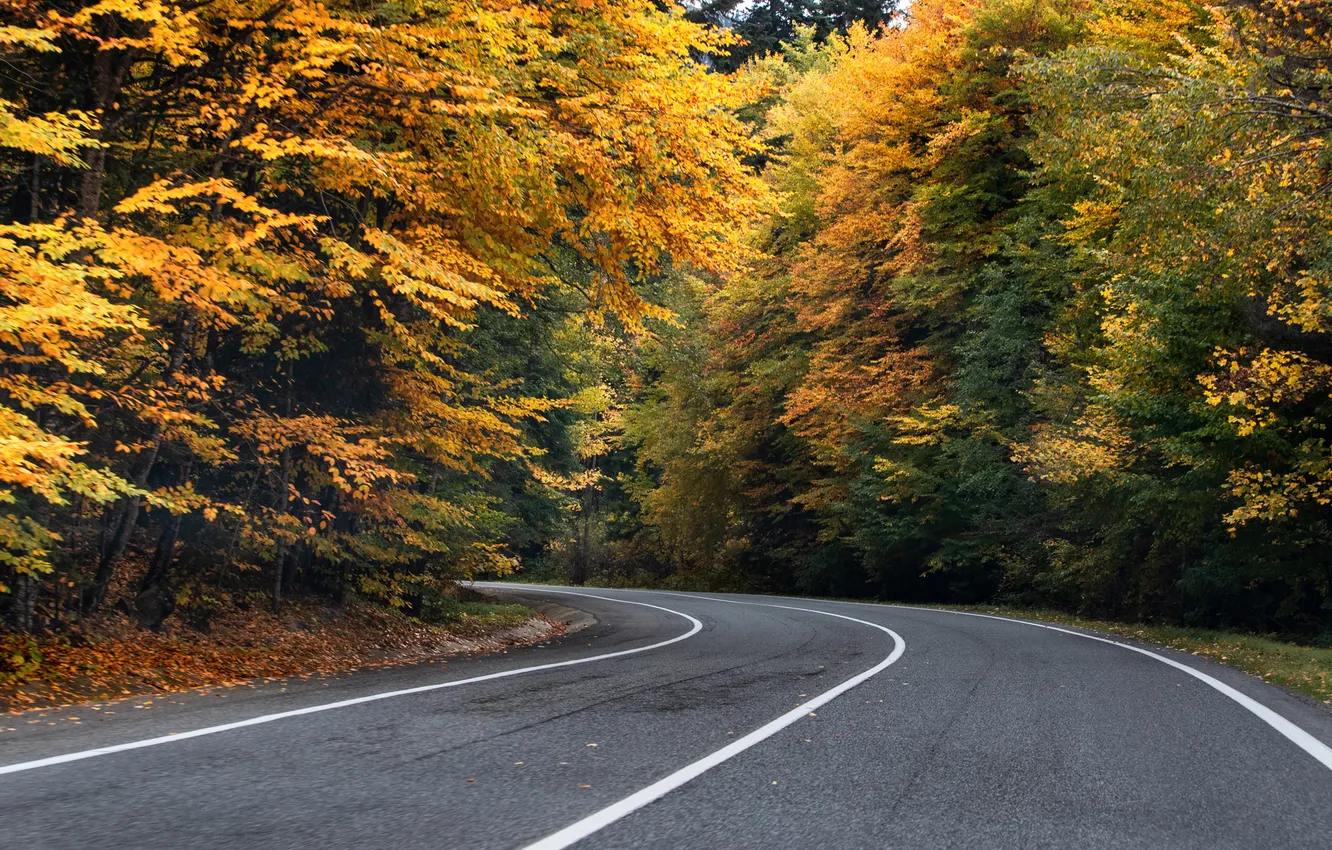 Photo wallpaper road, trees, Curve