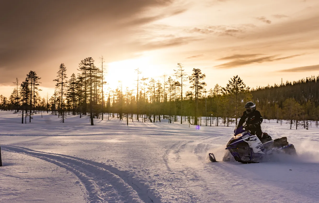 Photo wallpaper winter, forest, the sky, clouds, snow, dawn, morning, forest