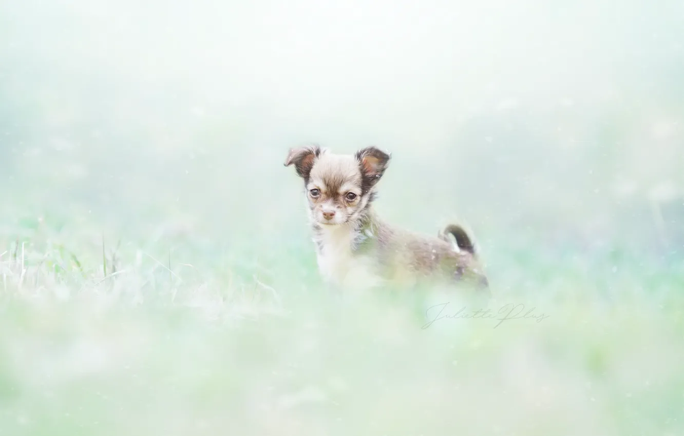 Photo wallpaper look, nature, dog