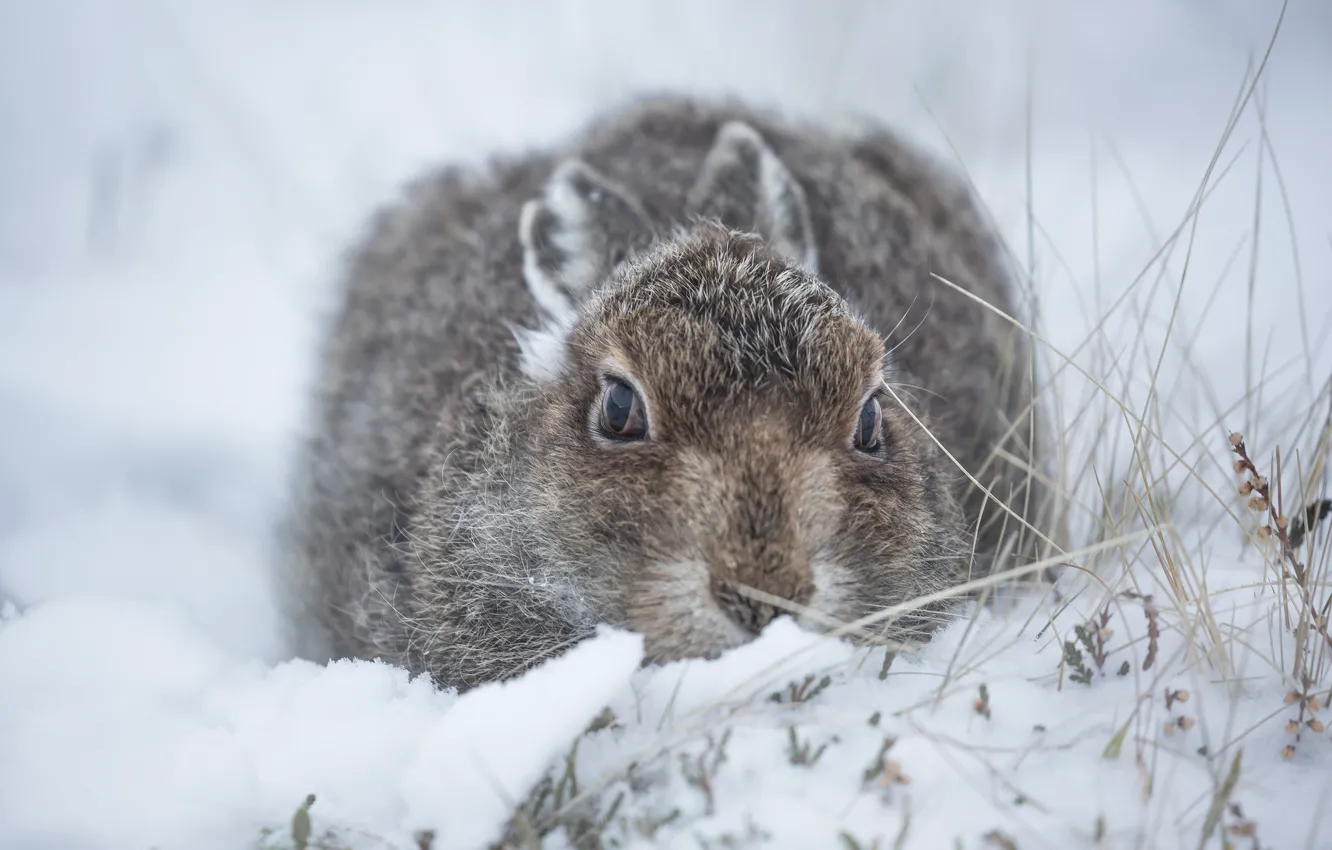 Photo wallpaper winter, grass, snow, nature, hare