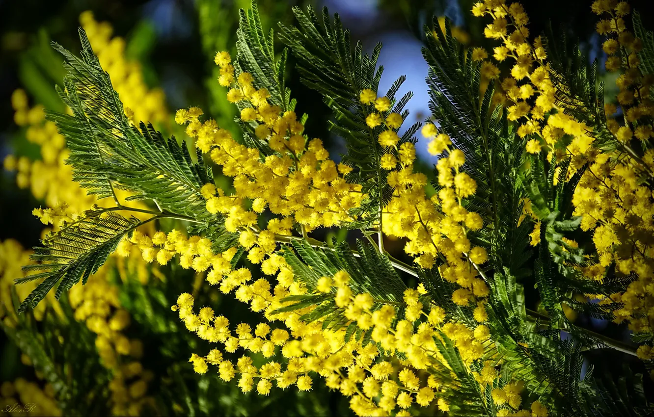 Photo wallpaper macro, branches, Mimosa, Acacia silver, Alexander Razgulyaev