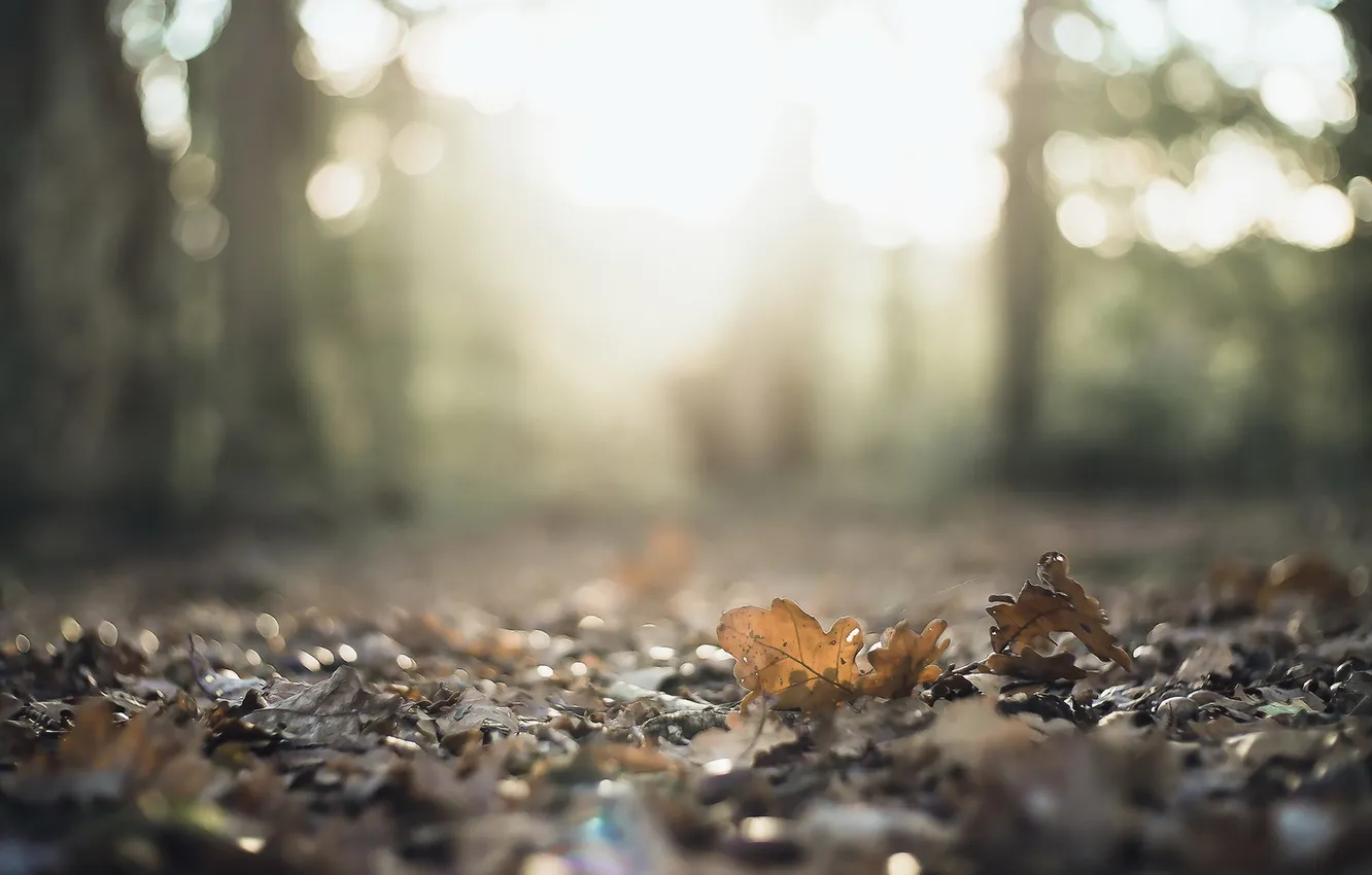 Photo wallpaper autumn, leaves, nature