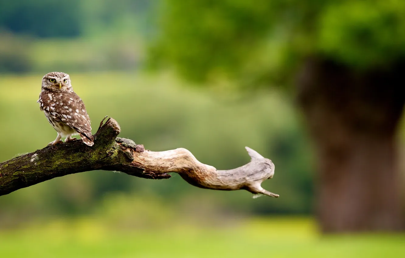 Photo wallpaper nature, owl, bitches