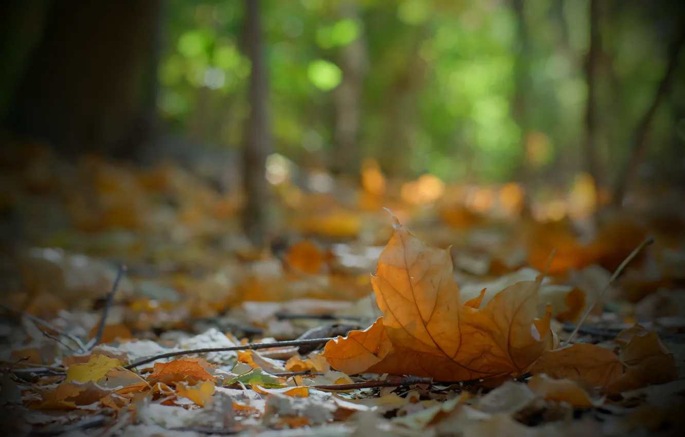 Photo wallpaper autumn, Berlin, autumn colors, fall, fall colors