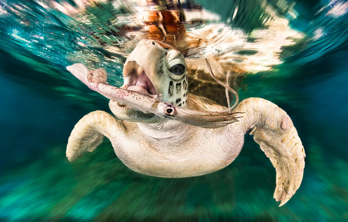Photo wallpaper turtle, sea, mining, squid