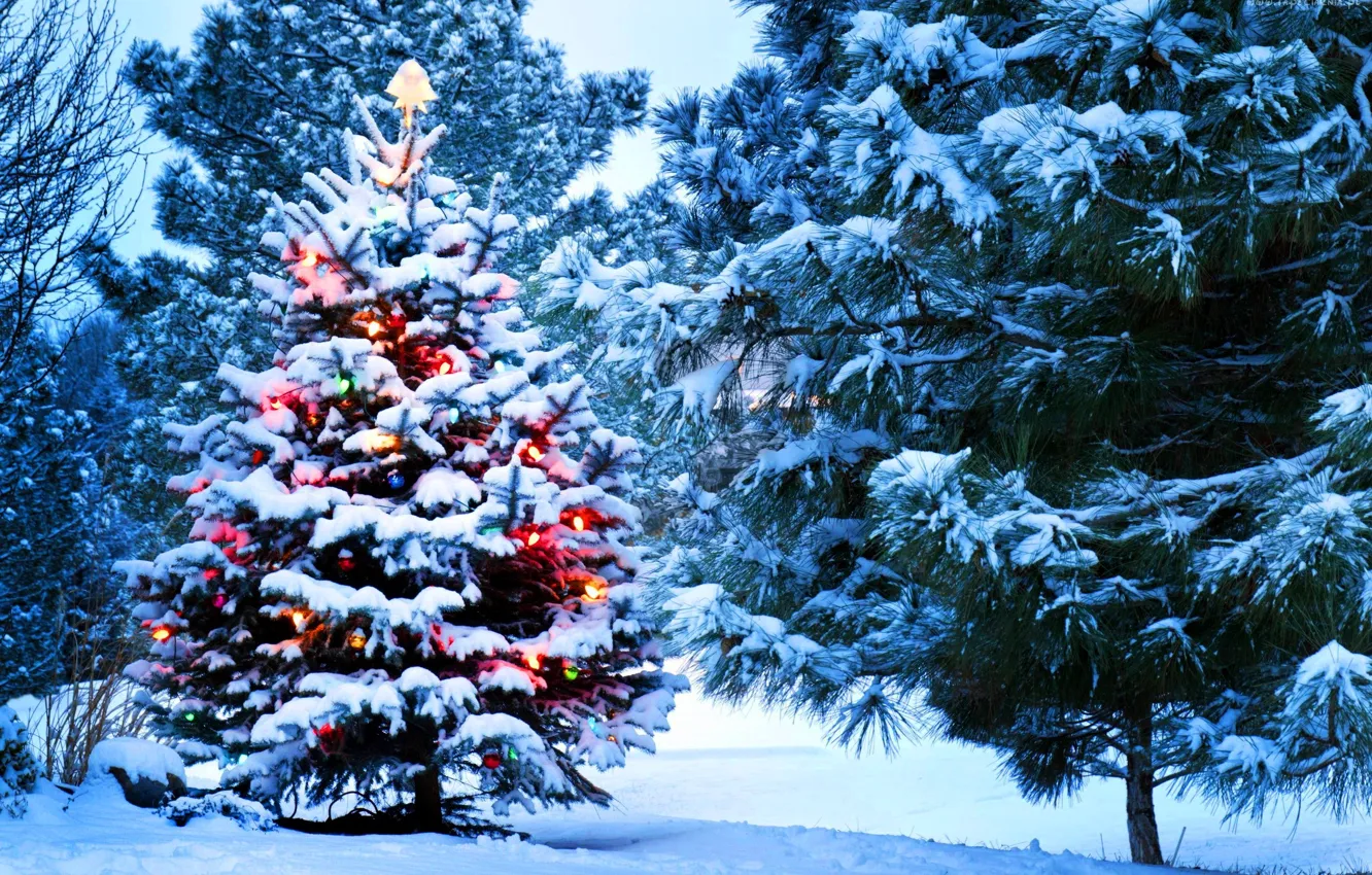 Photo wallpaper lights, holidays, Christmas, nature, snow, tree, New Year, Santa