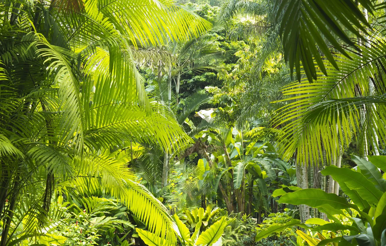 Photo wallpaper trees, nature, palm trees, plants, jungle, trees, jungle, nature