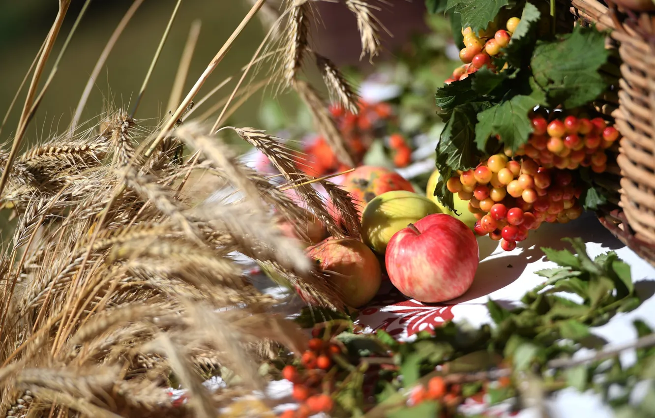 Photo wallpaper basket, Kalina, spikelets, apples
