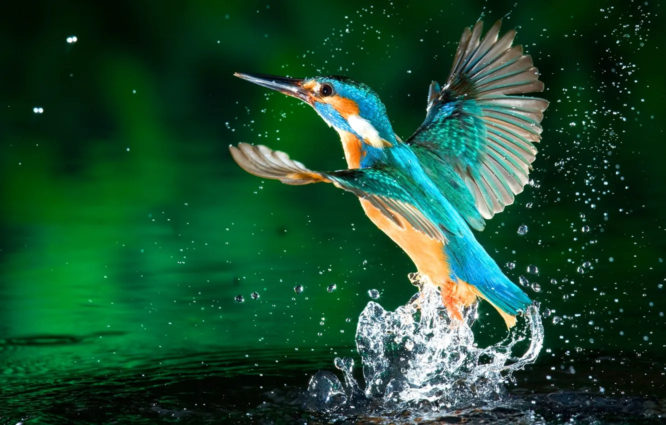 Photo wallpaper water, lake, kingfisher