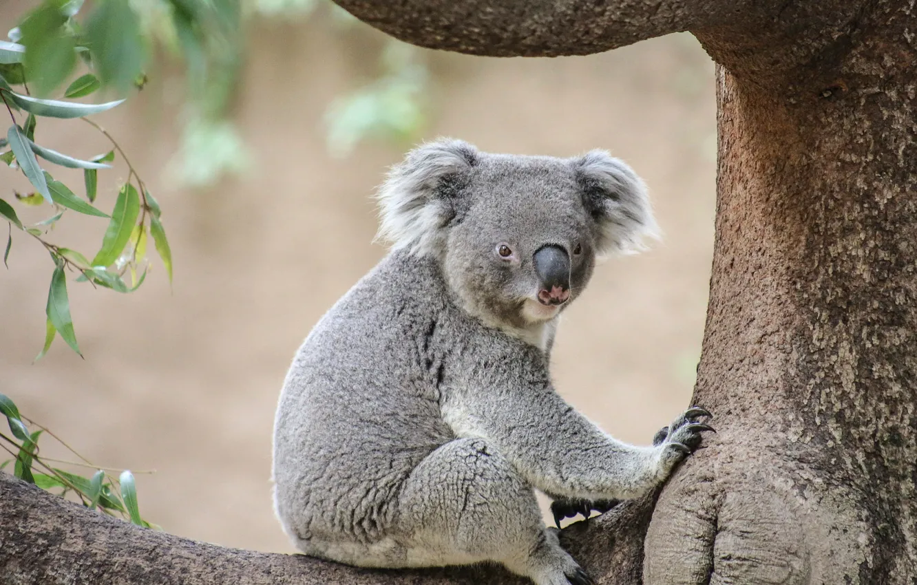 Photo wallpaper leaves, trees, sitting, Koala, eucalyptus