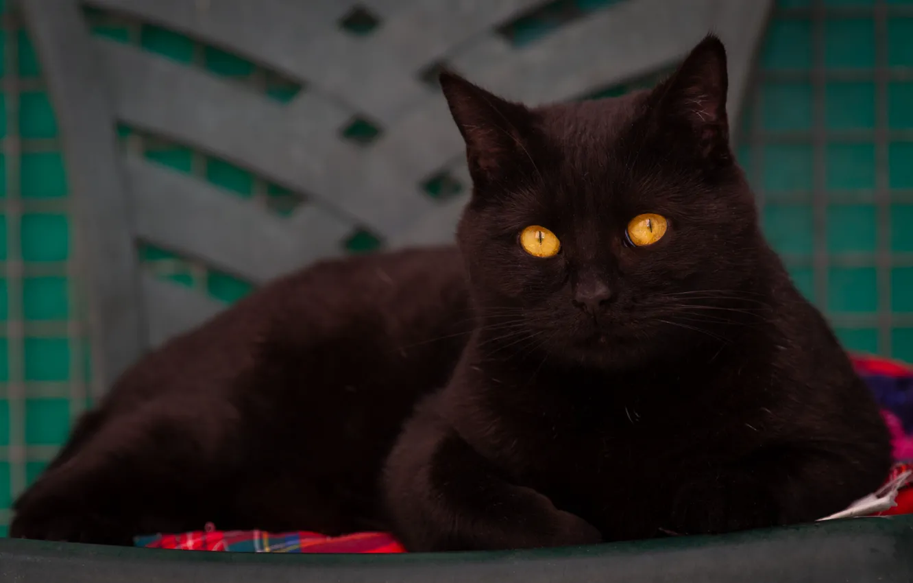 Photo wallpaper cat, cat, look, face, background, portrait, lies, handsome