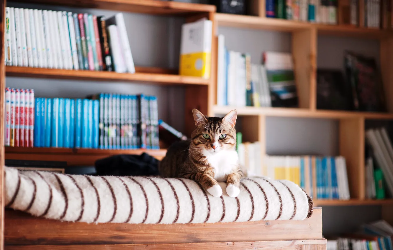 Photo wallpaper cat, cat, books, lies, library, shelves