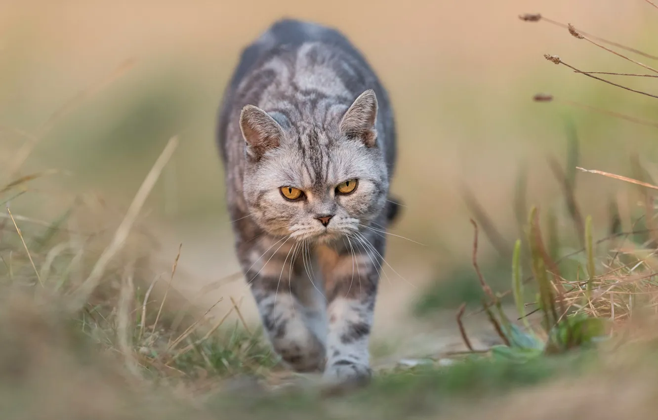 Photo wallpaper cat, cat, nature, background, evil, walk, evil