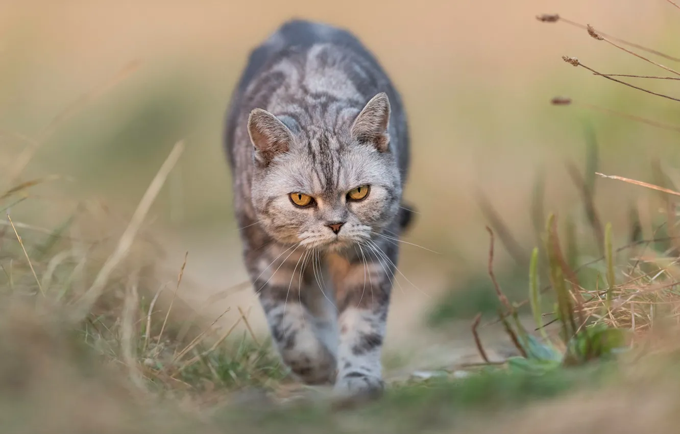 Photo wallpaper cat, cat, nature, background, evil, walk