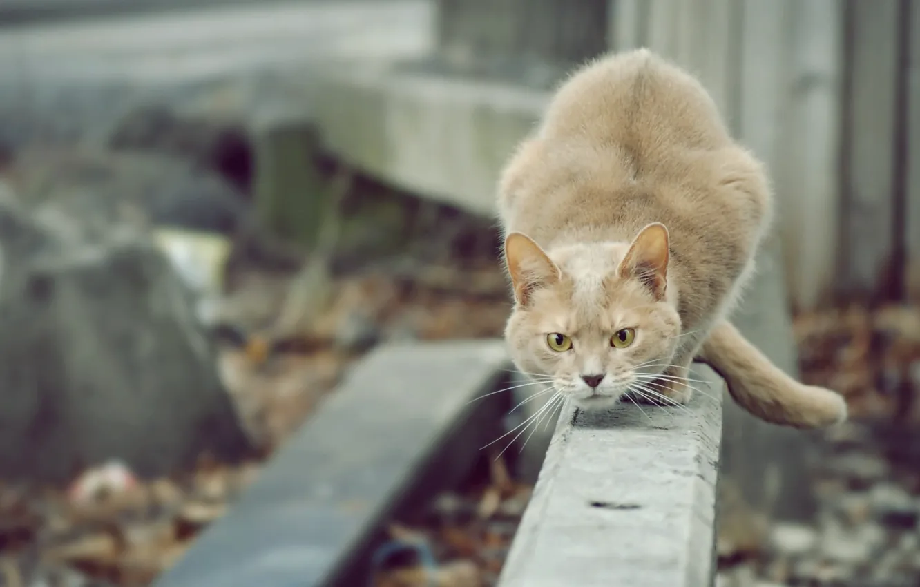Photo wallpaper cat, red, alert
