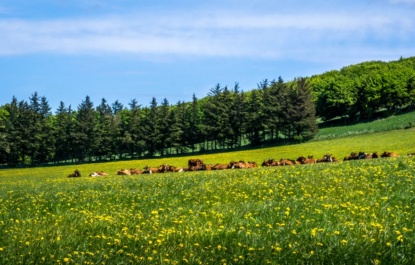 Photo wallpaper greens, field, summer, the sky, grass, the sun, trees, dandelion