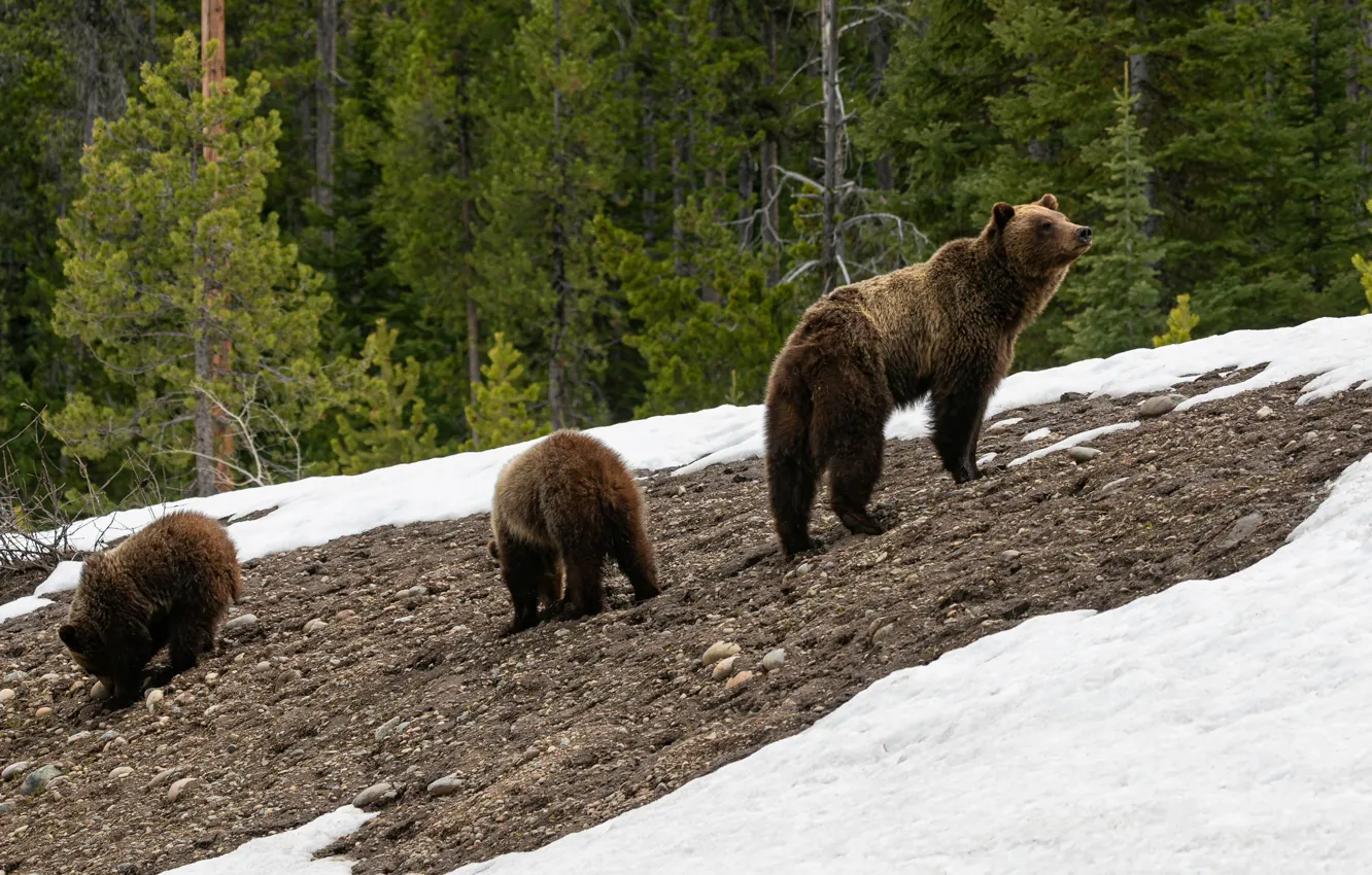 Photo wallpaper slope, bear, bear, bear, mother