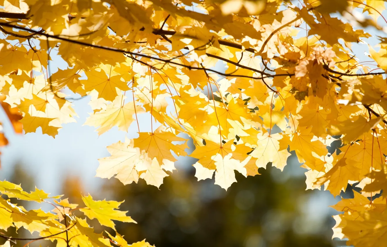 Photo wallpaper autumn, leaves, the sun, macro, rays, branches