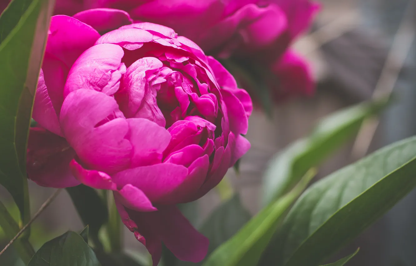 Photo wallpaper flowers, petals, peonies