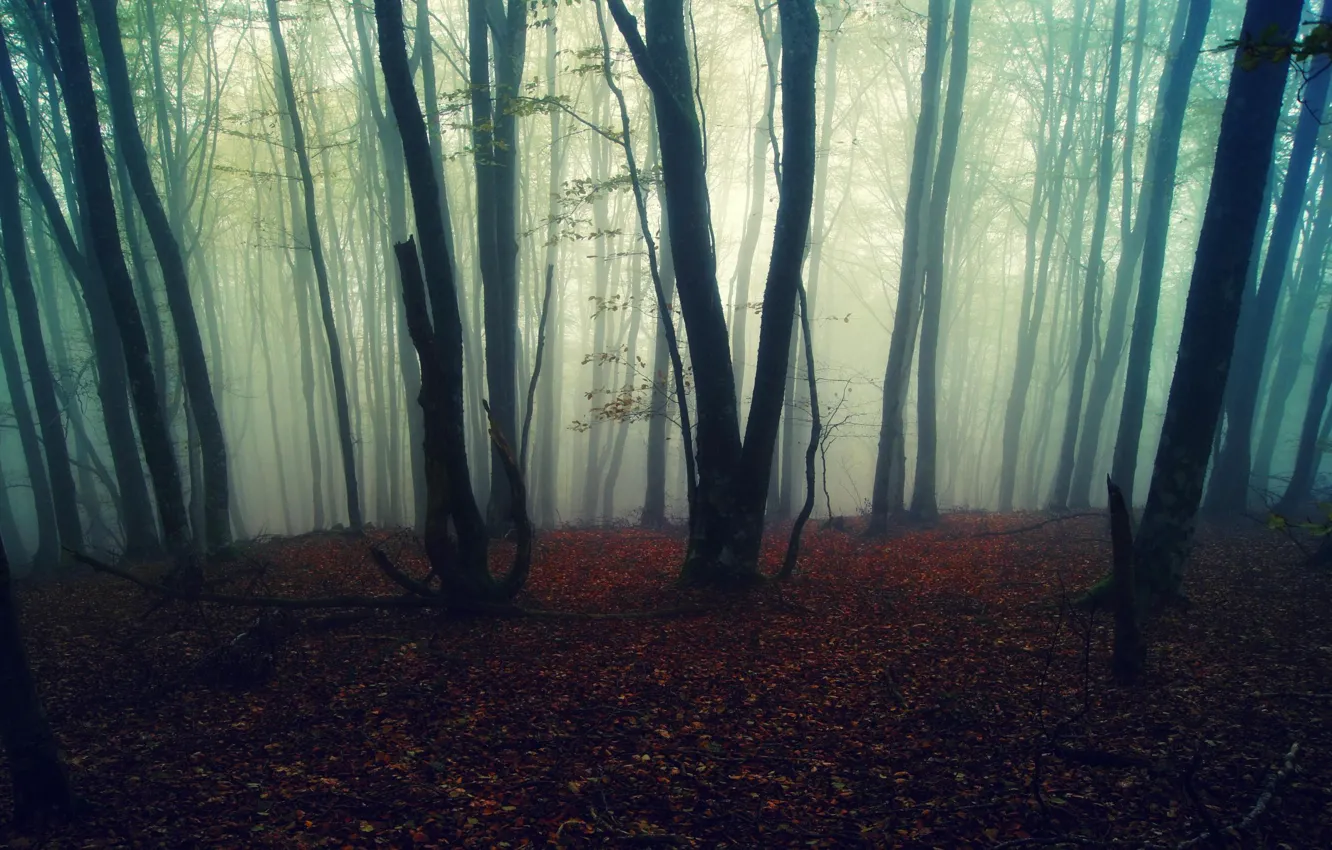 Photo wallpaper autumn, forest, leaves, trees, nature, fog, background, Wallpaper
