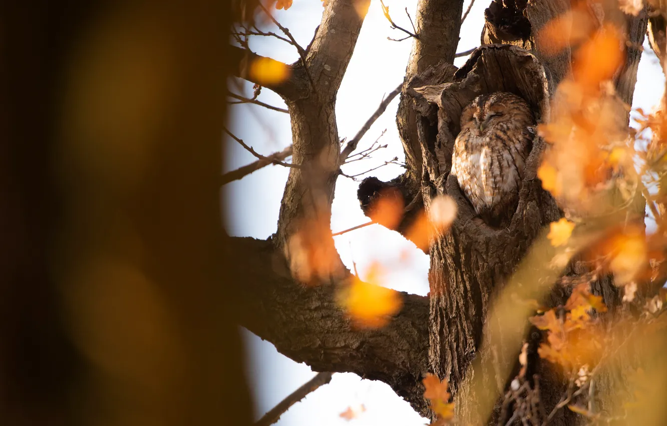 Photo wallpaper autumn, branches, owl, bird, bokeh