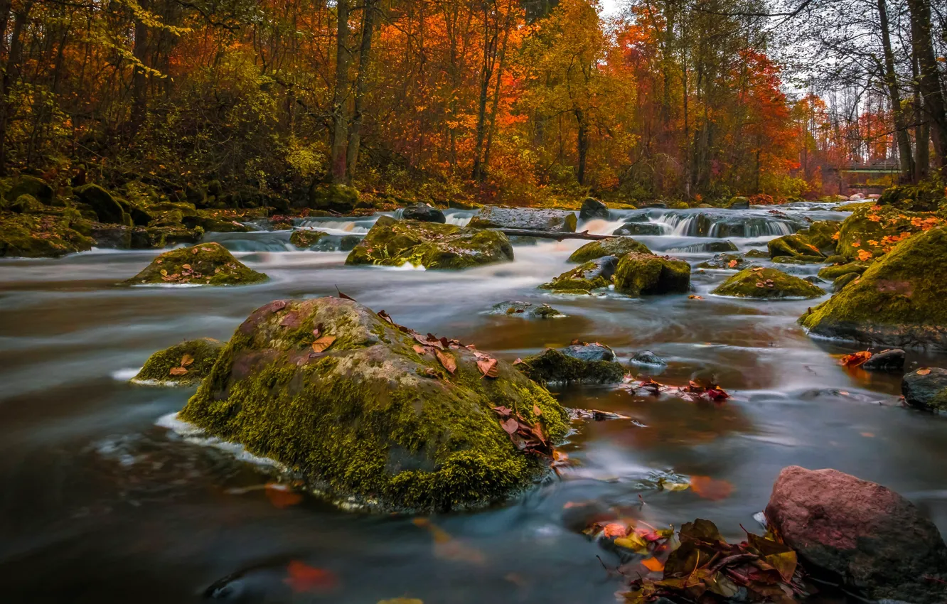 Photo wallpaper autumn, forest, trees, river, stones