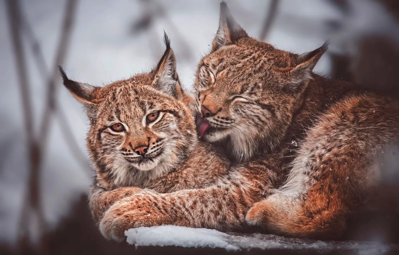 Photo wallpaper winter, language, look, face, snow, branches, two, stump