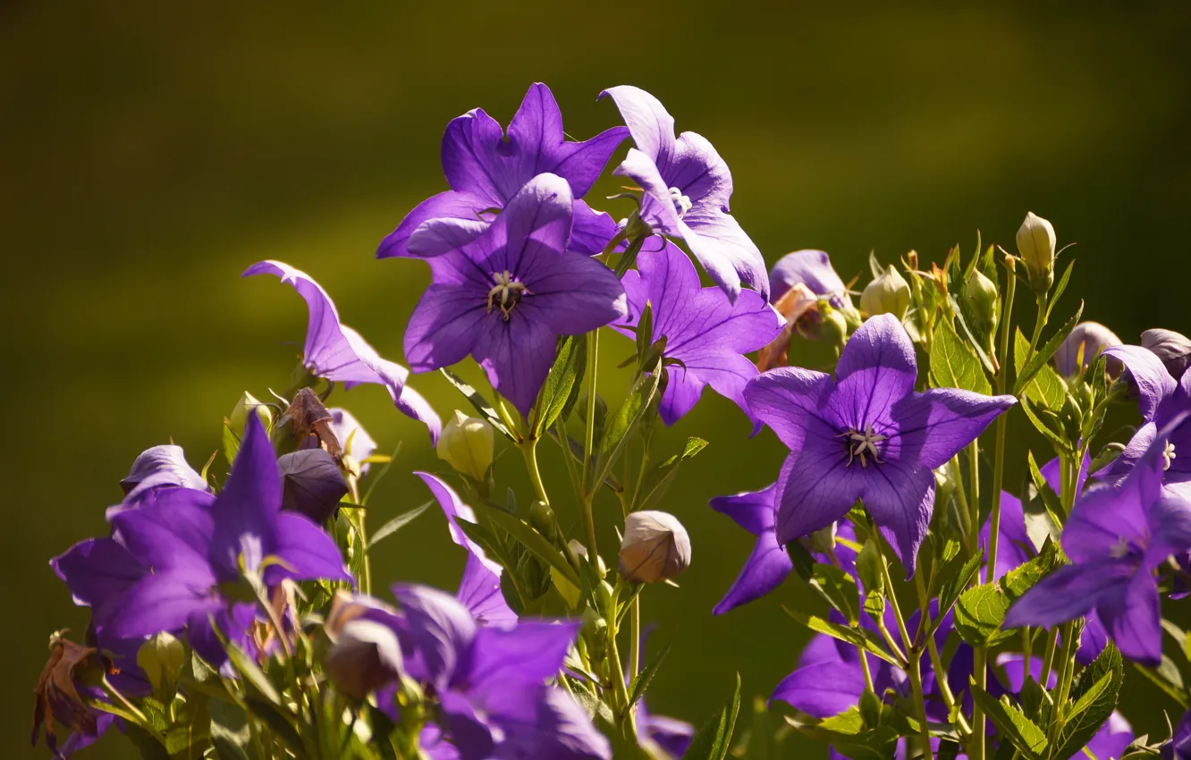 Photo wallpaper macro, bells, platycodon, josam