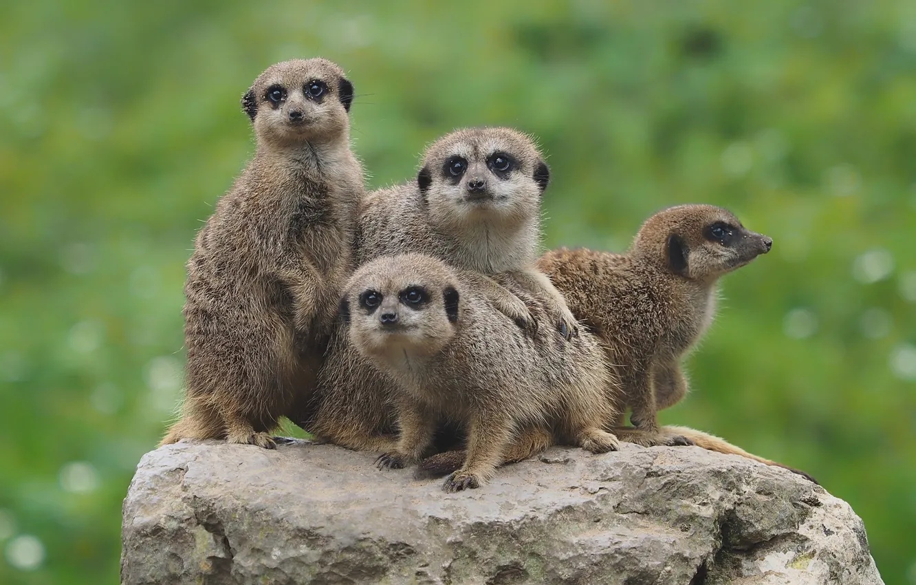 Photo wallpaper background, stone, meerkats, Quartet