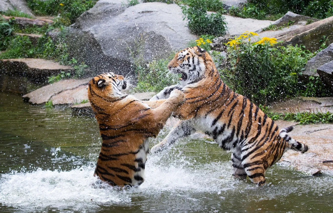 Photo wallpaper squirt, the game, predators, fight, pair, wild cats, tigers
