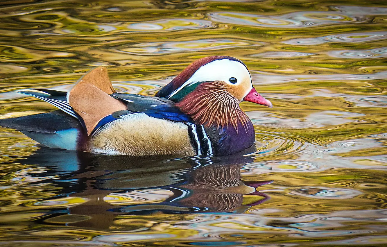 Photo wallpaper water, duck, Mandarin duck