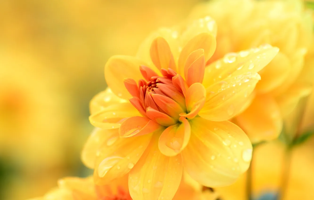 Photo wallpaper drops, macro, yellow, dahlias
