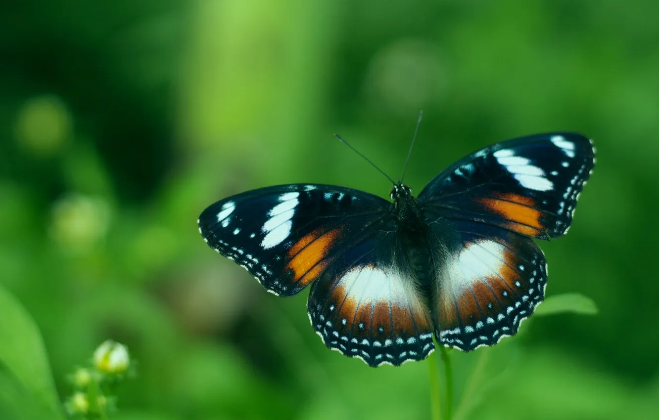 Photo wallpaper leaves, microsemi, butterfly, wings, insect, beautiful, closeup