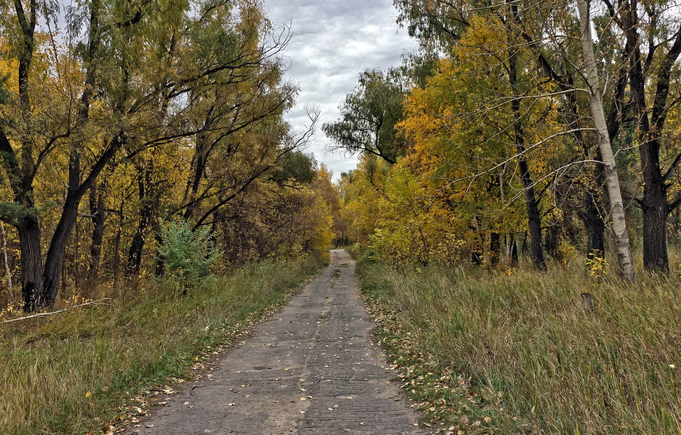 Photo wallpaper road, autumn, forest, landscape