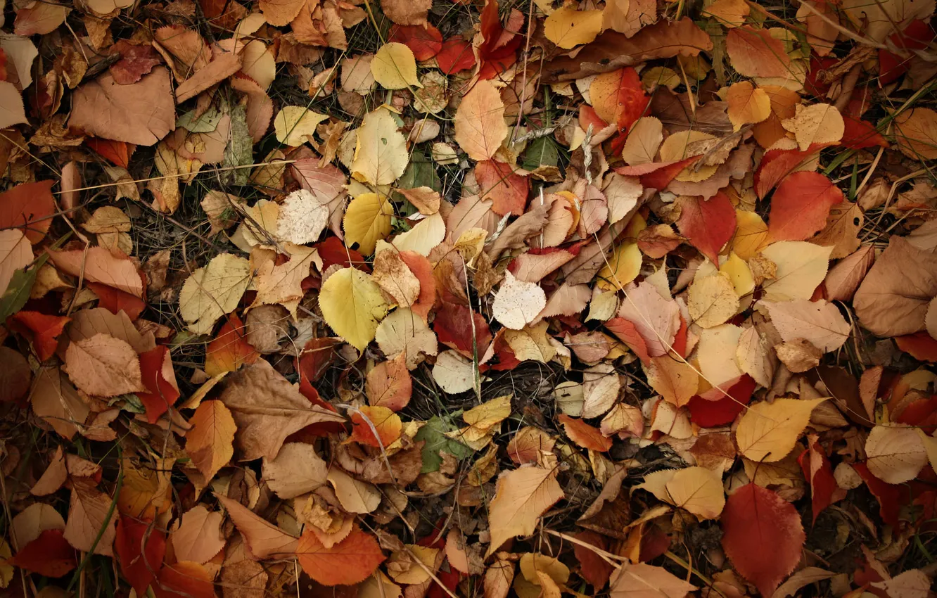 Photo wallpaper autumn, grass, leaves