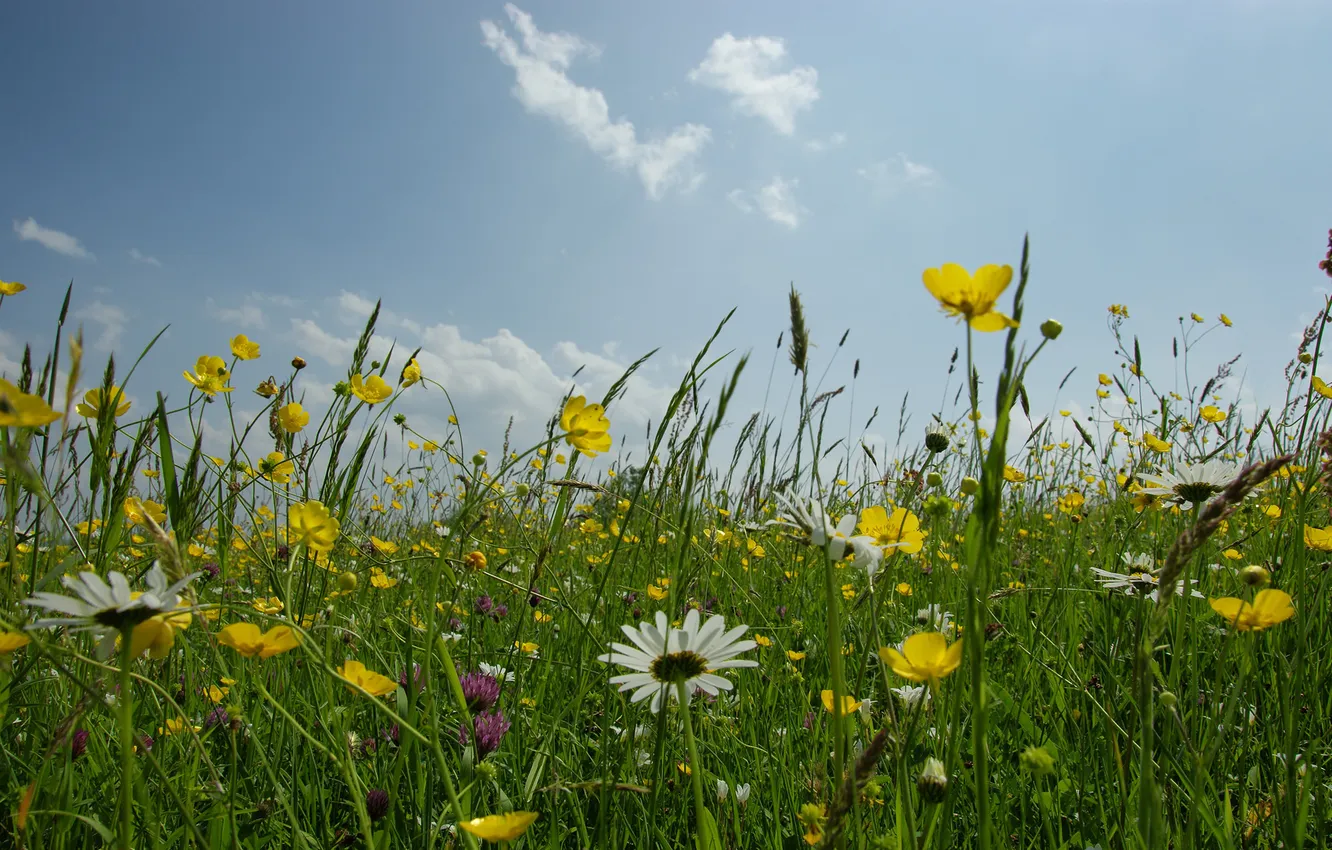 Photo wallpaper the sky, grass, flowers, nature, photo