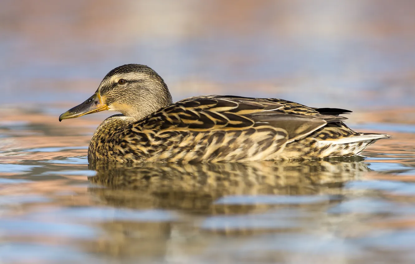Photo wallpaper water, bird, duck, feathers
