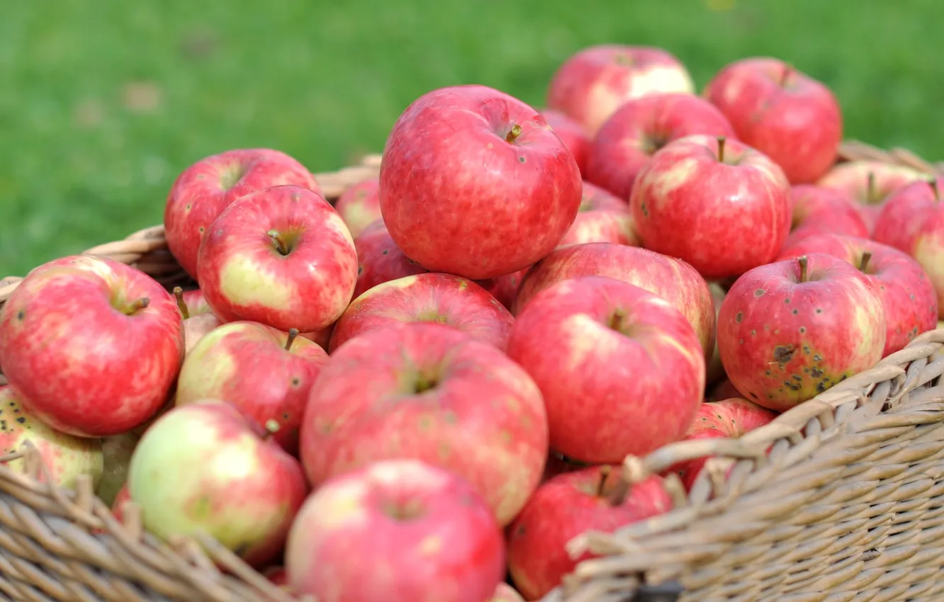 Photo wallpaper macro, basket, apples, harvest, fruit