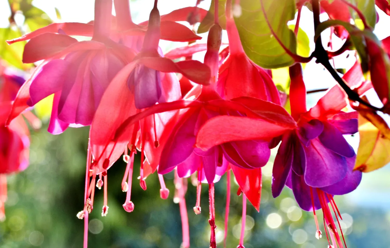 Photo wallpaper summer, macro, flowers, bright, macro, closeup