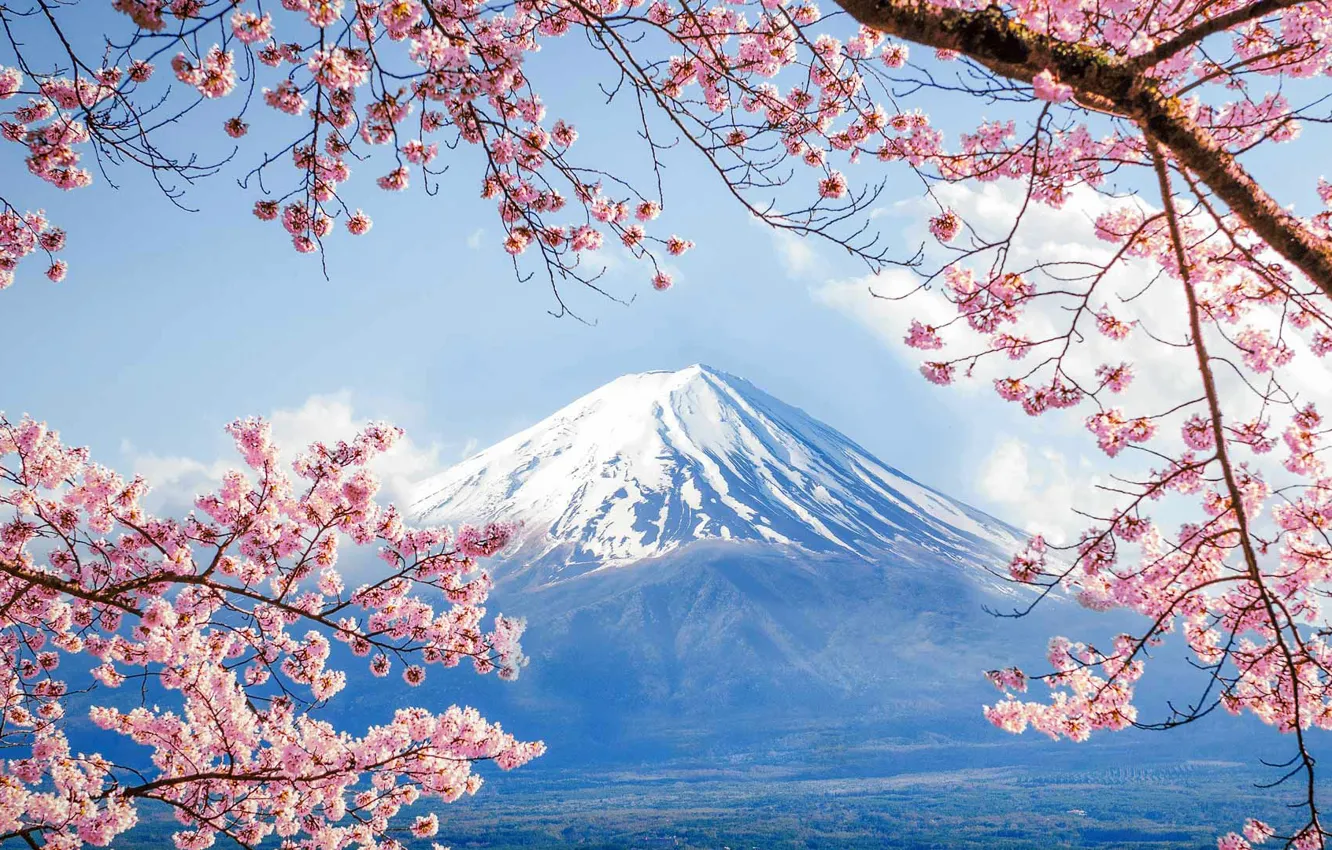 Photo wallpaper spring, Japan, Sakura, mount Fuji