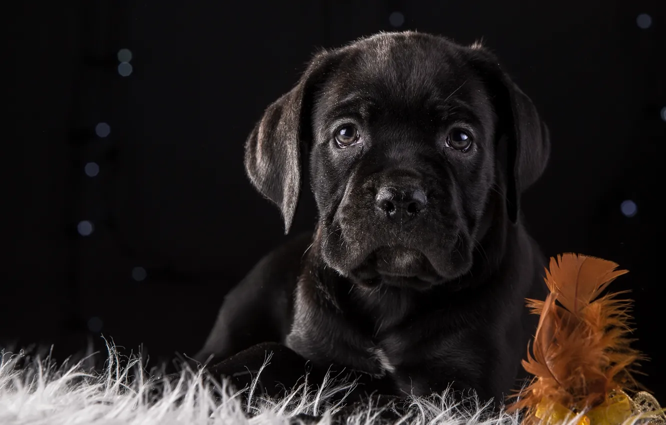 Photo wallpaper black, feathers, puppy, breed, cane Corso