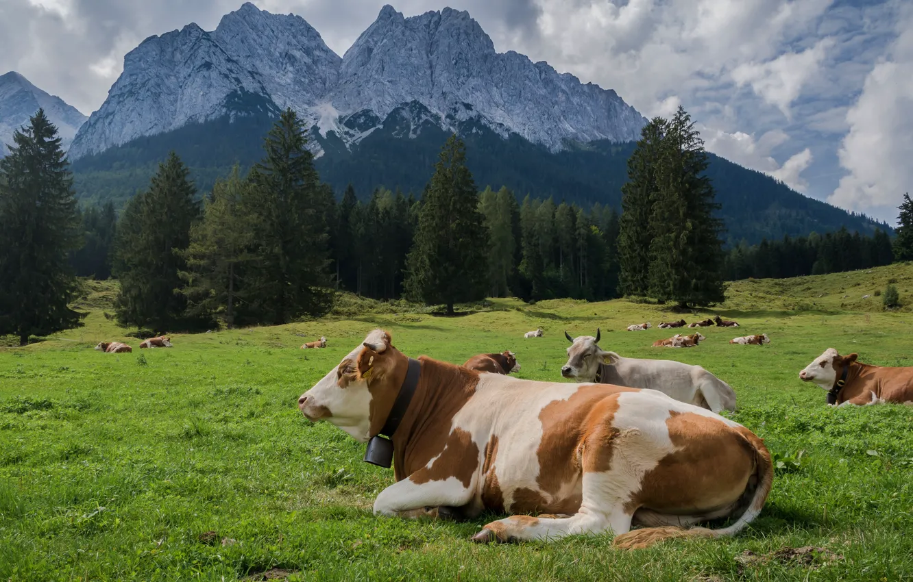 Photo wallpaper forest, mountains, cow, cows, pasture, meadow, bulls, the herd
