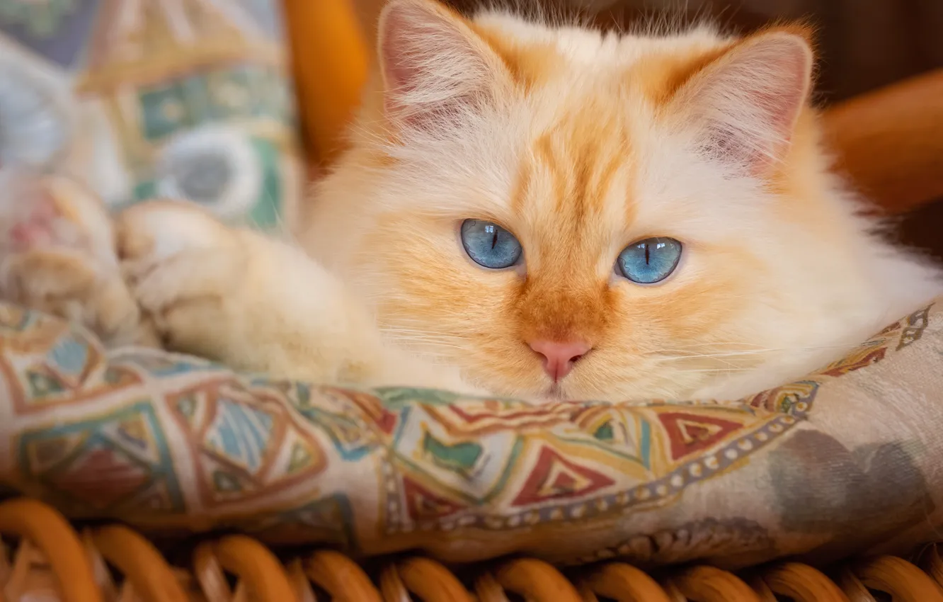 Photo wallpaper cat, cat, look, face, portrait, pillow